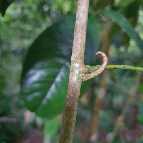 Luvunga eleutherandra — photo