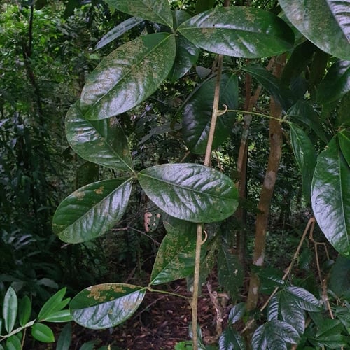 Luvunga eleutherandra