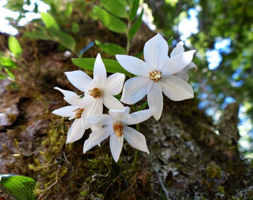 Luzuriaga radicans — photo
