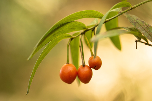 Luzuriaga radicans — photo