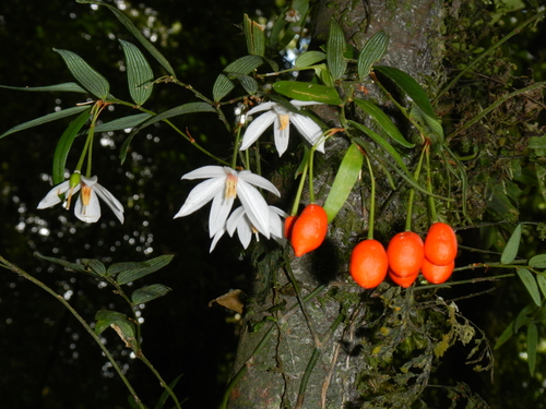 Luzuriaga radicans