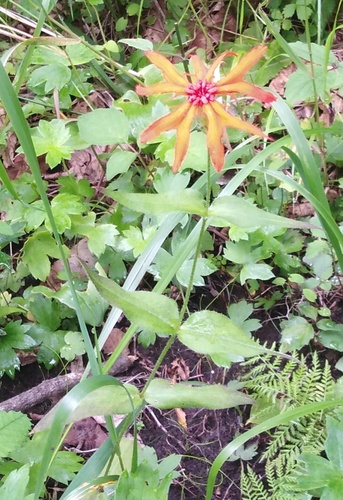 Lychnis cognata (Tongjakkot) — photo
