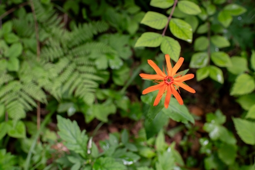 Lychnis cognata (Tongjakkot) — photo