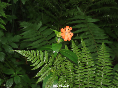 Lychnis cognata