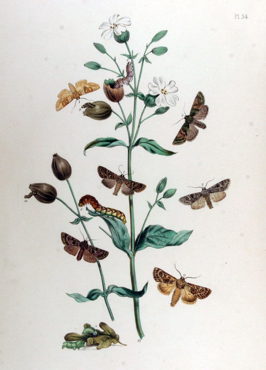 Lychnis inflata