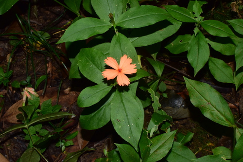 Lychnis senno — photo