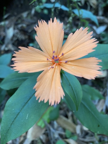 Lychnis senno