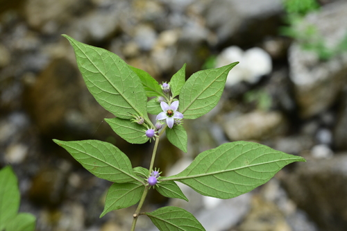 Lycianthes biflora — photo