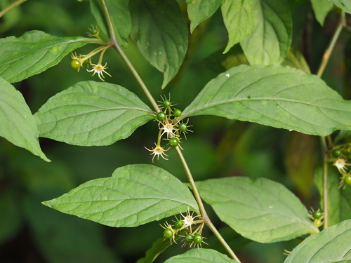 Lycianthes biflora — photo