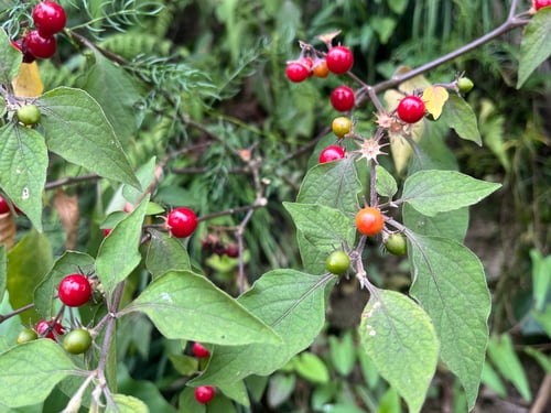 Lycianthes biflora