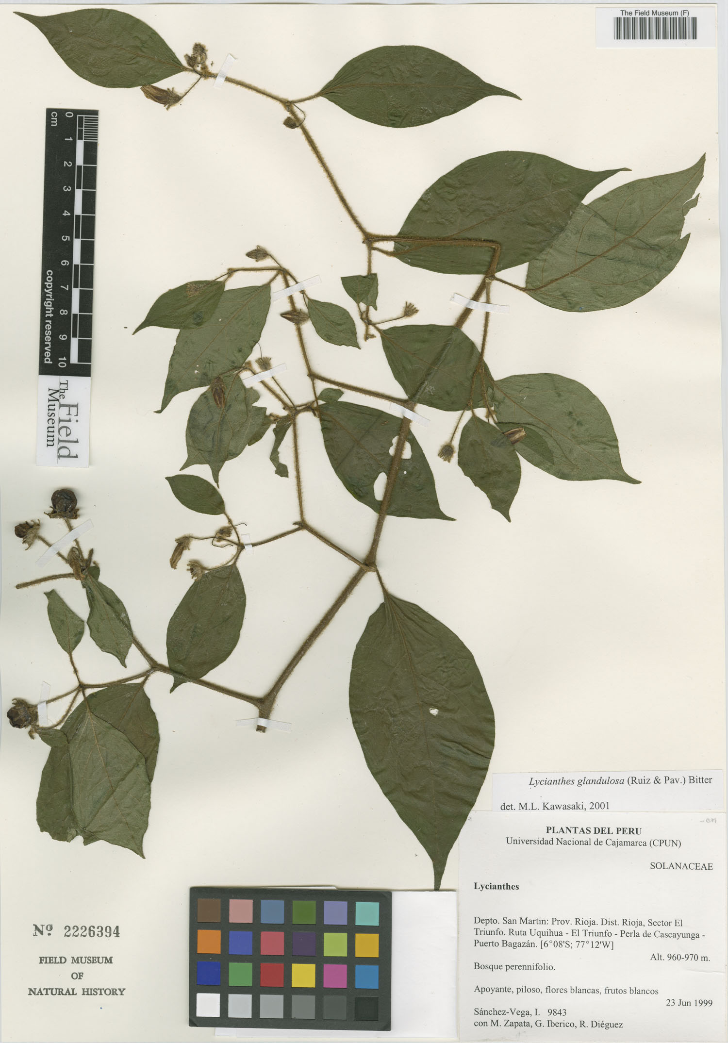 Lycianthes glandulosa — photo