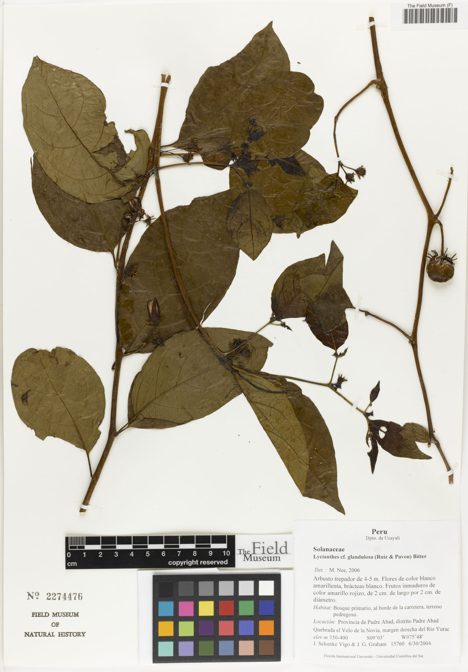 Lycianthes glandulosa