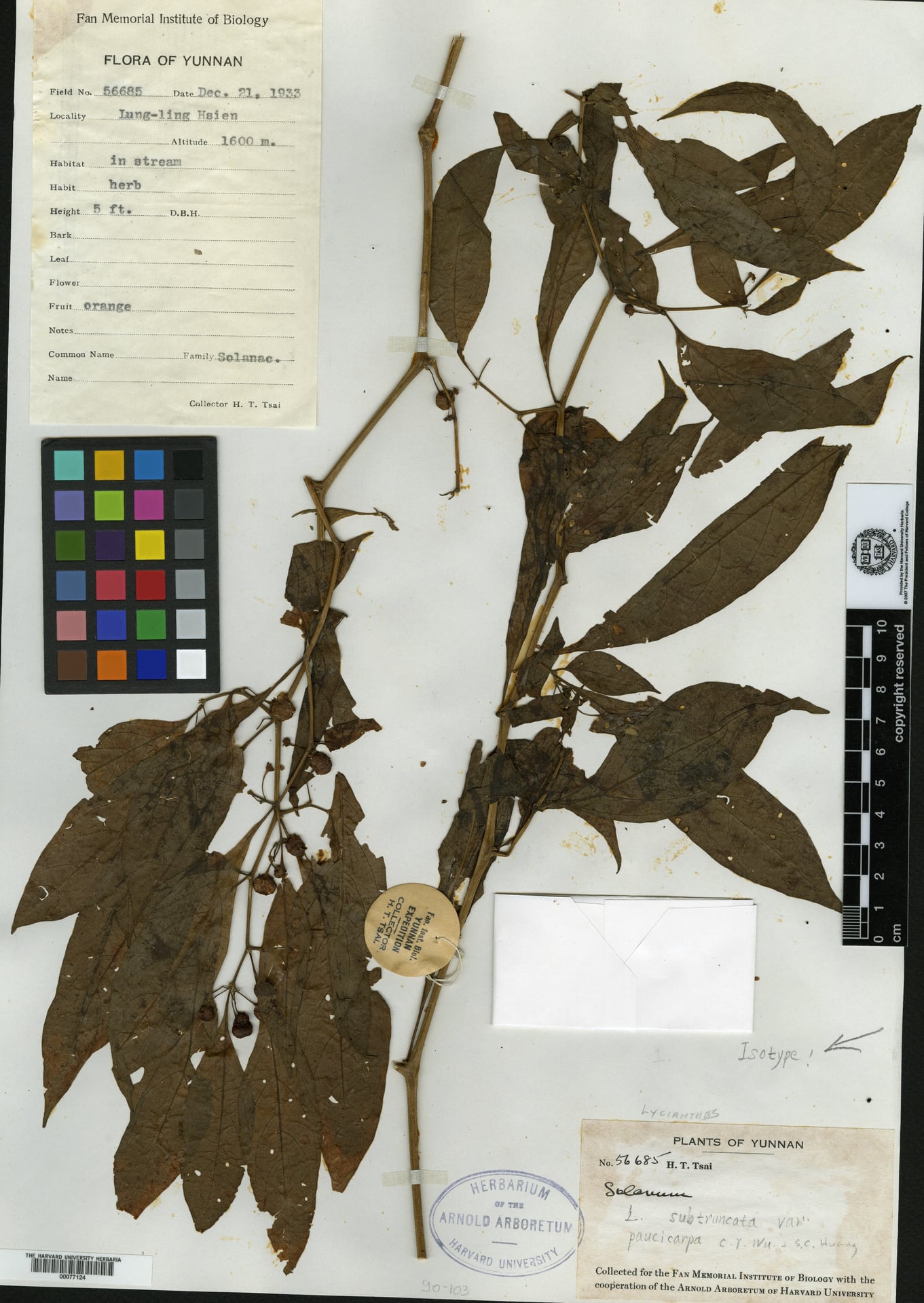 Lycianthes neesiana