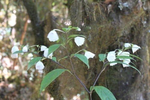 Lycianthes pilifera (Mexican apple) — photo