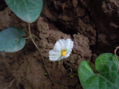 Lycianthes repens — photo