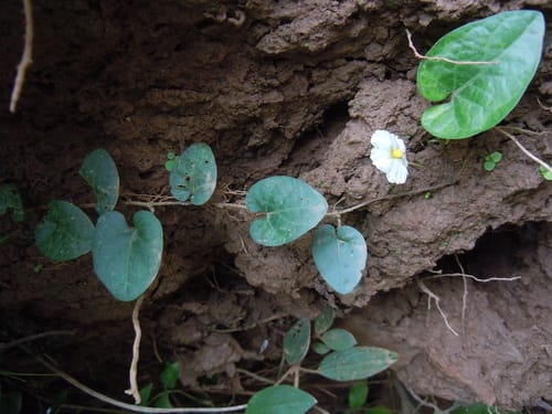 Lycianthes repens — photo