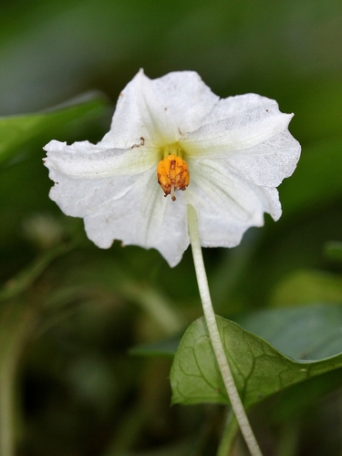 Lycianthes repens