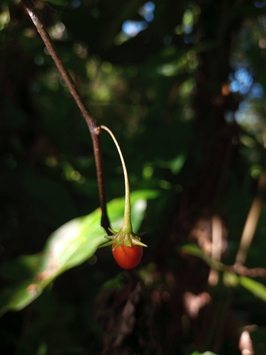 Lycianthes stephanocalyx — photo