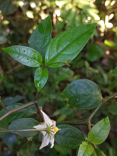 Lycianthes stephanocalyx — photo