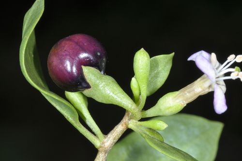Lycium americanum — photo