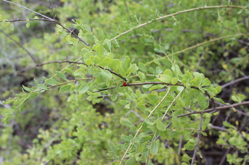 Lycium americanum — photo