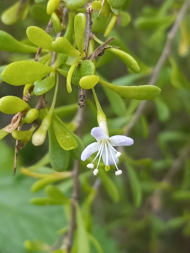 Lycium americanum