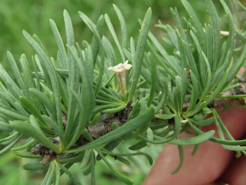 Lycium arenicola