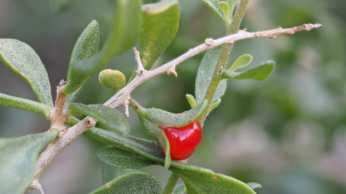 Lycium brevipes (Baja desert thorn) — photo