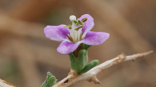 Lycium brevipes