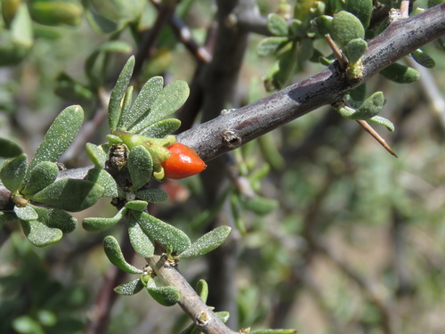 Lycium cinereum — photo