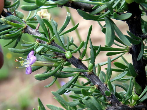 Lycium cinereum