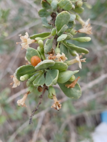 Lycium depressum — photo