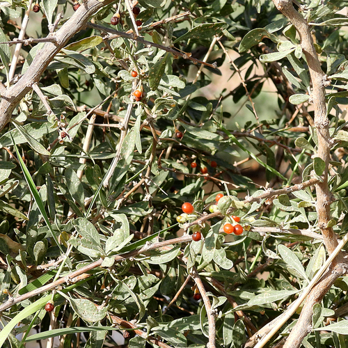 Lycium depressum