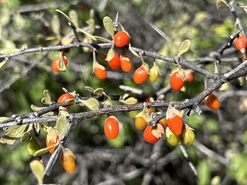 Lycium exsertum (Arizona desertthorn) — photo