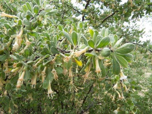 Lycium exsertum (Arizona desertthorn) — photo