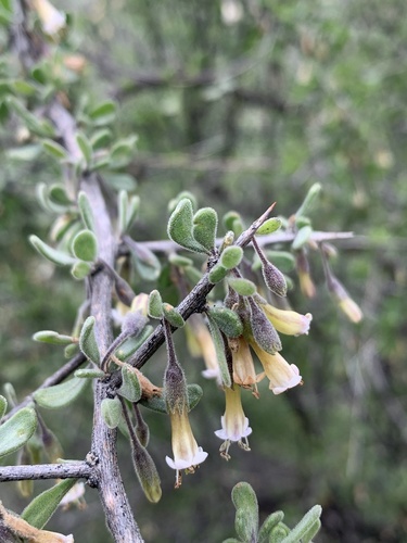 Lycium exsertum