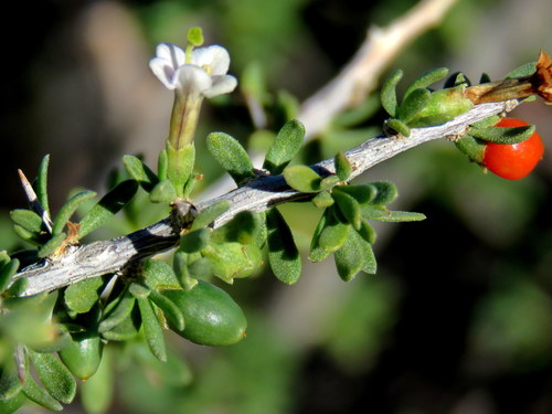 Lycium horridum — photo