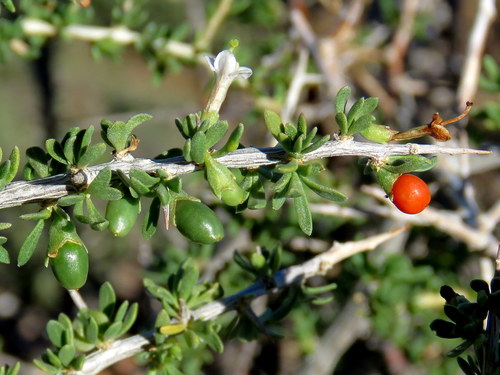Lycium horridum — photo