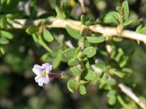 Lycium horridum