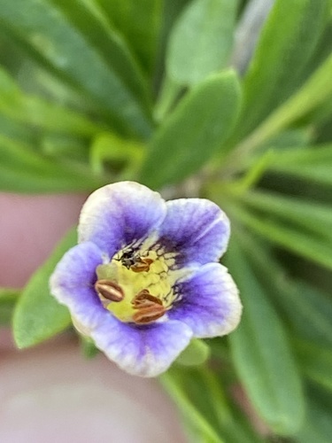 Lycium oxycarpum — photo