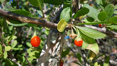 Lycium oxycarpum — photo