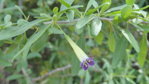 Lycium oxycarpum