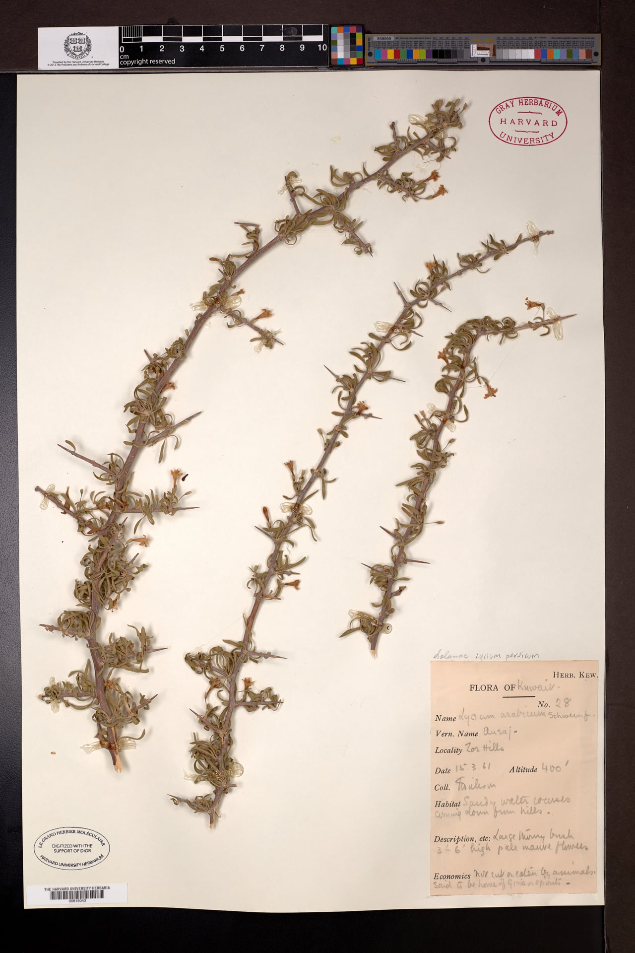 Lycium persicum — photo