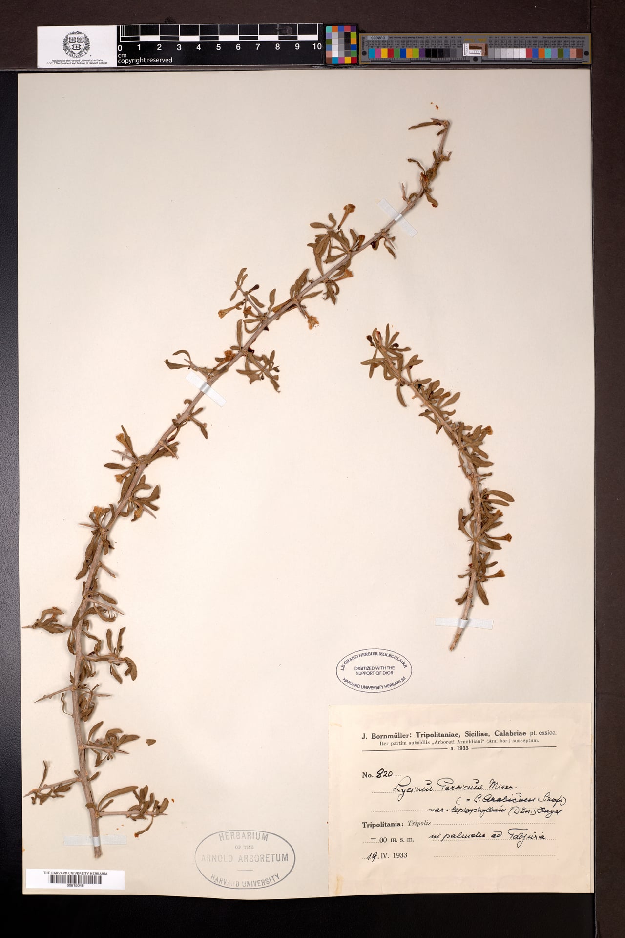 Lycium persicum
