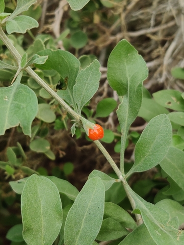Lycium shawii (Desert thorn) — photo