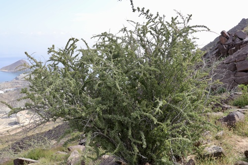 Lycium shawii (Desert thorn) — photo