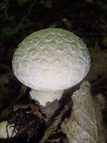 Lycoperdon candidum — photo