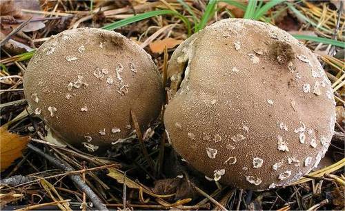 Lycoperdon candidum