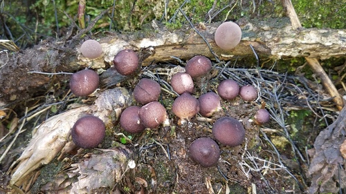 Lycoperdon fuligineum — photo