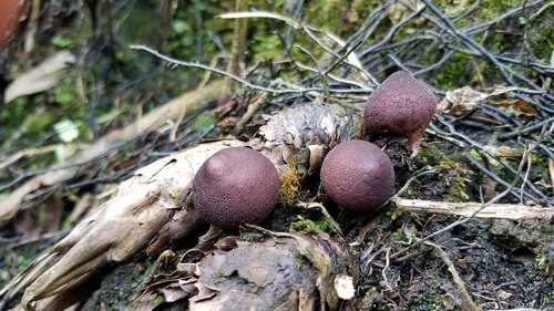 Lycoperdon fuligineum — photo